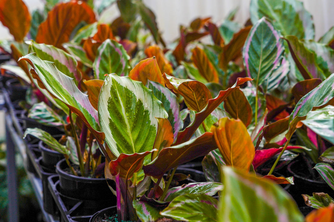 Unveiling the Challenges: Pests and Diseases That Affect Indoor Plants - The Home Plant Co