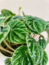 Load image into Gallery viewer, Close up of peperomia emerald ripple leaves.

