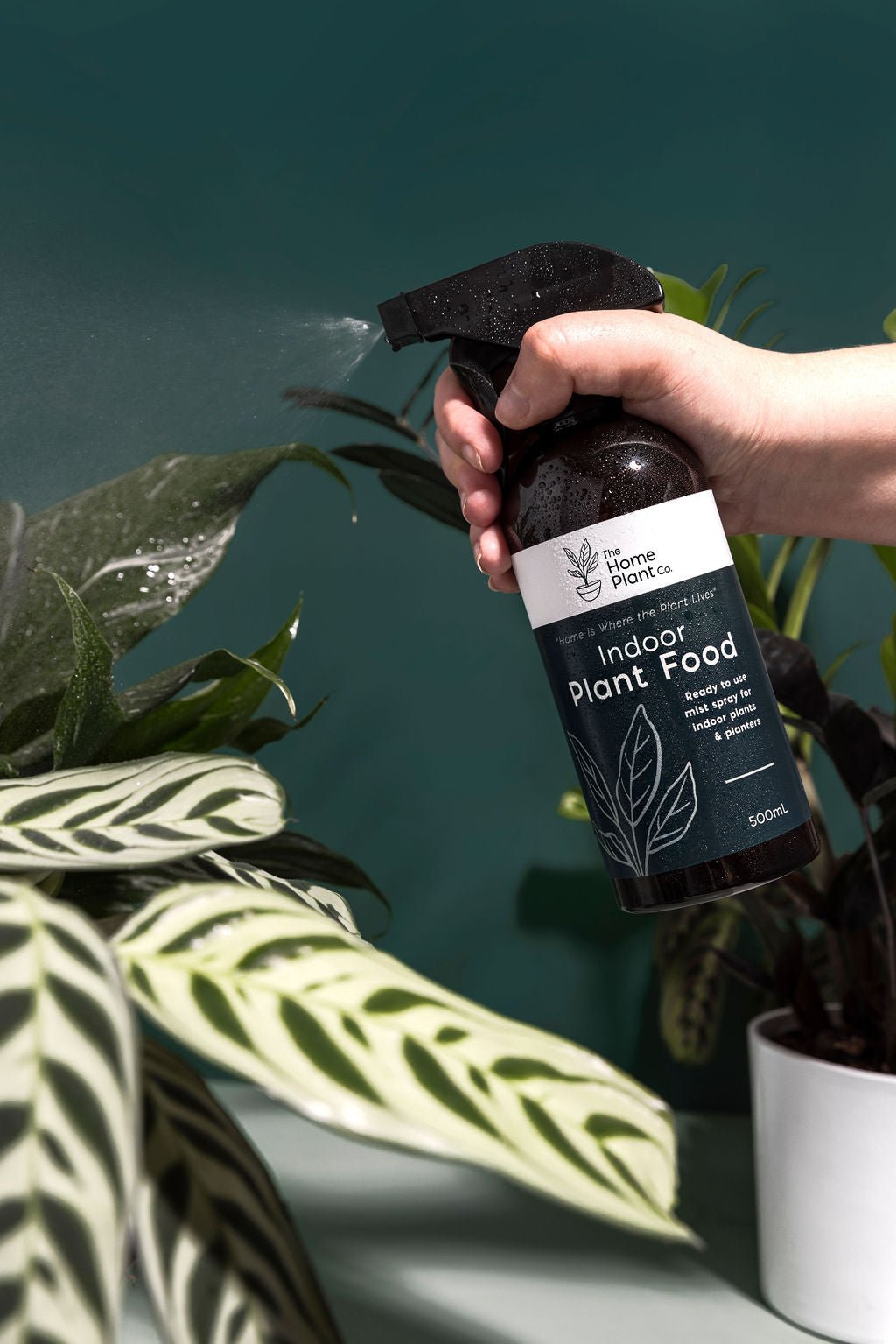 Indoor Plant Food - foliar spray - The Home Plant Co