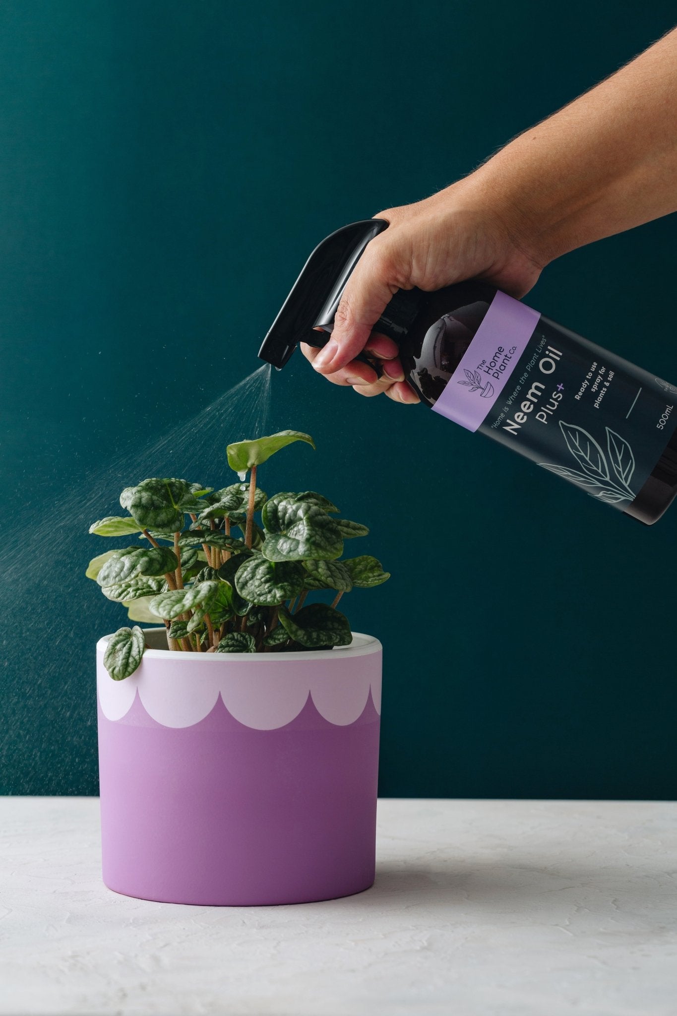 neem oil for pot plants Neem Oil Plus – The Home Plant Co