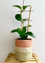 Load image into Gallery viewer, Hoya Australis evergreen plant if a colourful ceramic pot
