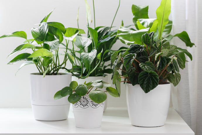 Your guide to choosing a potting mix for your indoor and alfresco plants!