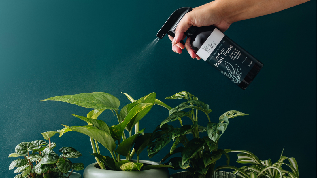 Foliar Feeding Explained: How to Make Your Indoor Plants Thrive!