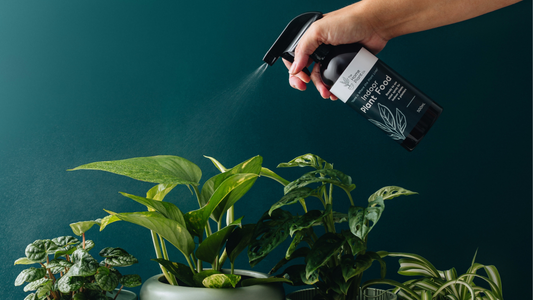 Foliar Feeding Explained: How to Make Your Indoor Plants Thrive!