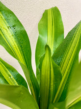 Load image into Gallery viewer, Dracaena fragrans &#39;Happy Plant&#39;
