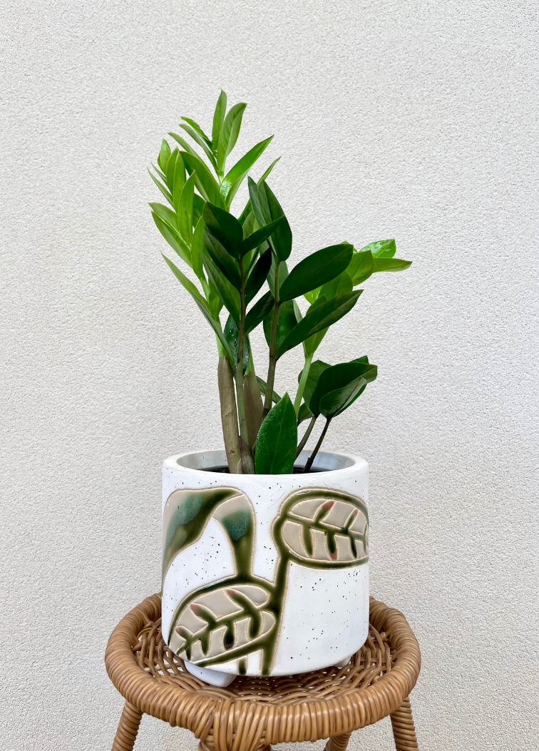 Green ZZ plant in a white pot with green leaf