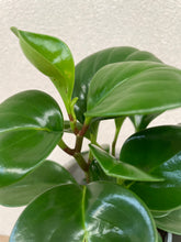 Load image into Gallery viewer, Peperomia Obtusifolia Leaf
