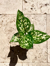 Load image into Gallery viewer, Aglaonema Commutatum Wishes – Chinese Evergreen
