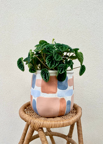Peperomia emerald ripple plant in a colourful pot sitting on a brown cane chair.