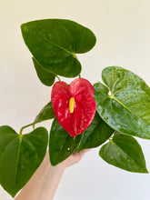 Load image into Gallery viewer, Anthurium &#39;andreanum&#39;
