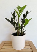 Load image into Gallery viewer, Mini zz plant with black and green leaves in a white ceramic pot
