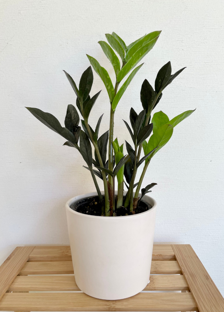 Mini zz plant with black and green leaves in a white ceramic pot