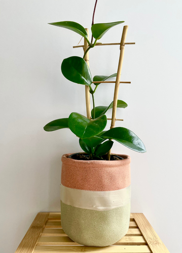Hoya Australis evergreen plant if a colourful ceramic pot