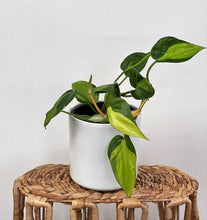 Load image into Gallery viewer, Philodendron hederaceum ‘ Brasil’
