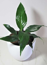 Load image into Gallery viewer, Spathiphyllum Sensation – Peace Lily
