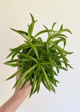 Load image into Gallery viewer, Peperomia Ferreyrae &#39;Happy Bean&#39;
