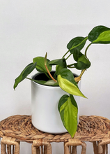 Load image into Gallery viewer, Philodendron brasil plant sitting in a white ceramic pot
