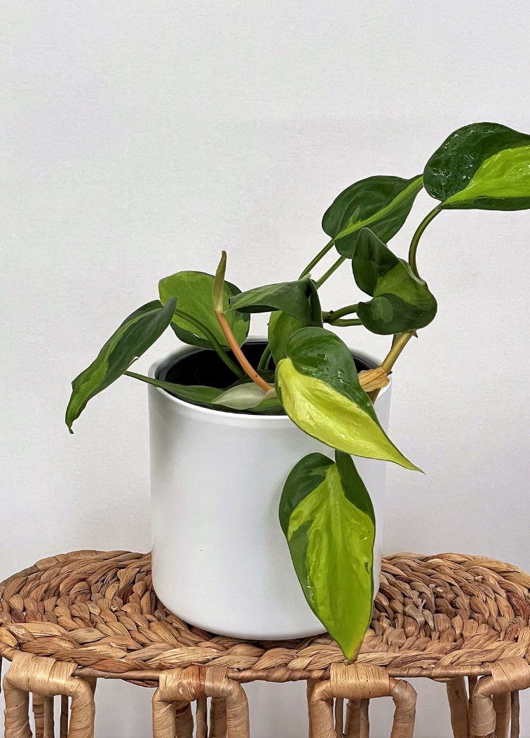 Philodendron brasil plant sitting in a white ceramic pot