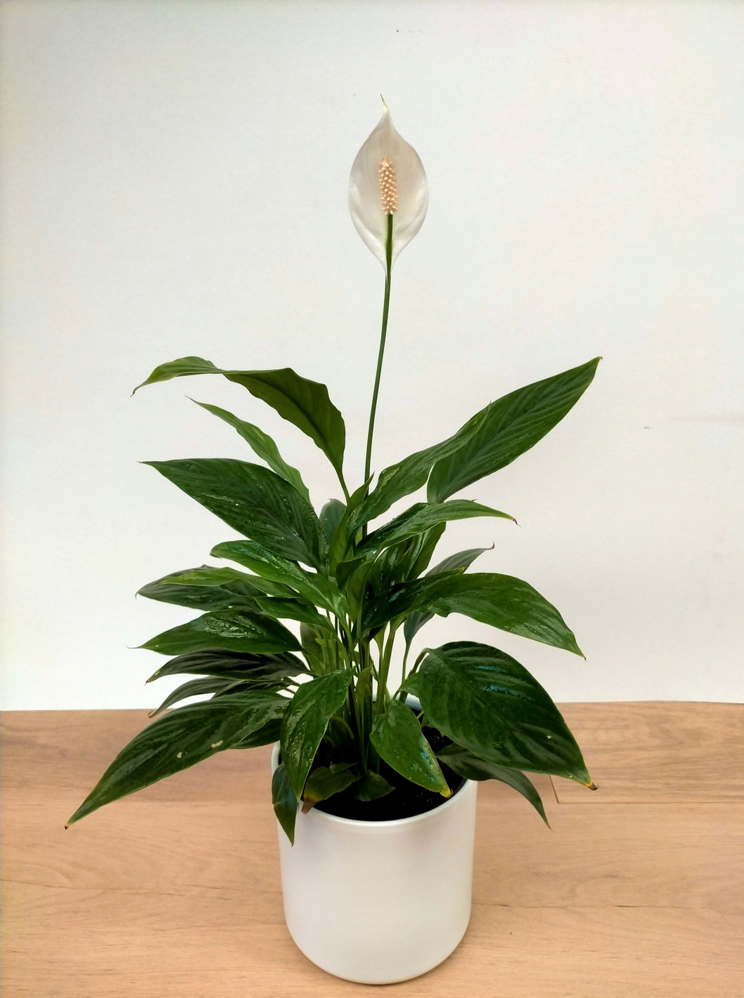 Spathiphyllum Sensation – Peace Lily